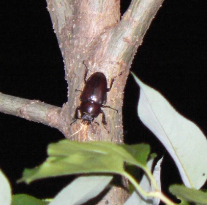 川縁のヤナギ(右)_ノコギリクワガタ♀_2021年5月31日19時45分頃 22度